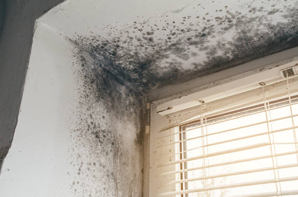 Affordable Mold Remediation solutions in Basking Ridge, NJ